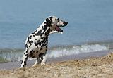 DALMATIEN 192